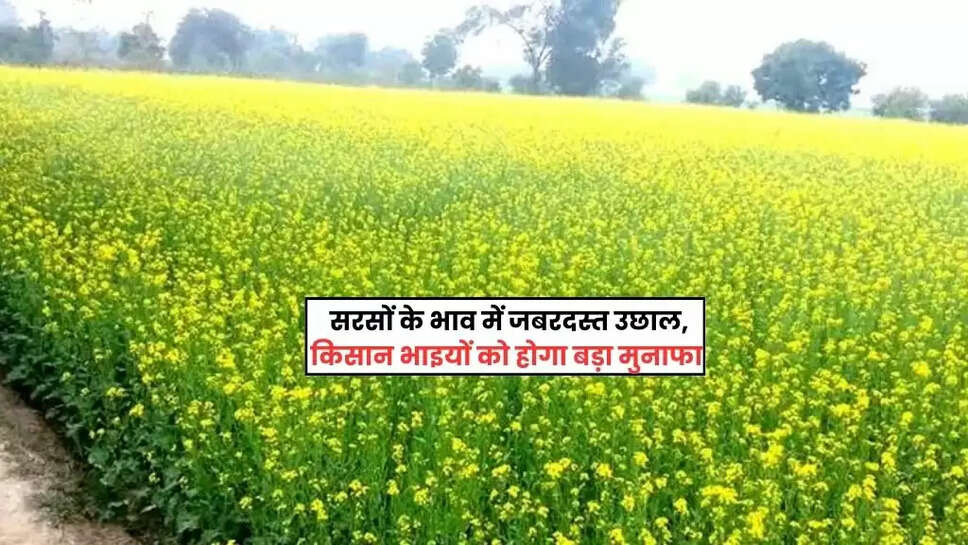  Sarso Mandi Bhav