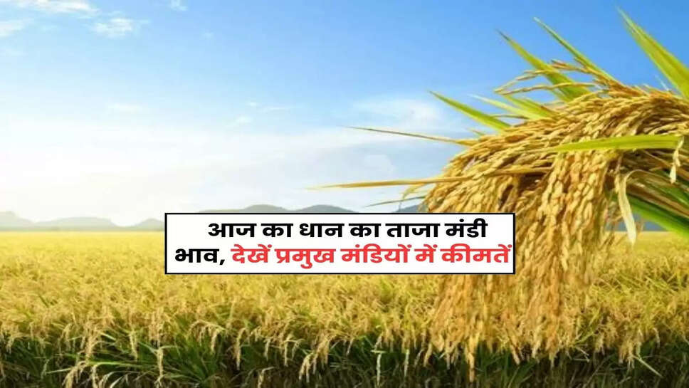 Paddy Mandi Bhav Today